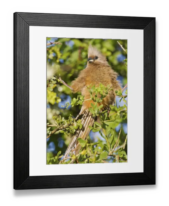 Framed Print : Speckled mousebird -colius striatus- at Addo Elephant Park, South Africa Framed Print : Speckled mousebird -colius striatus- at Addo Elephant Park, South Africa