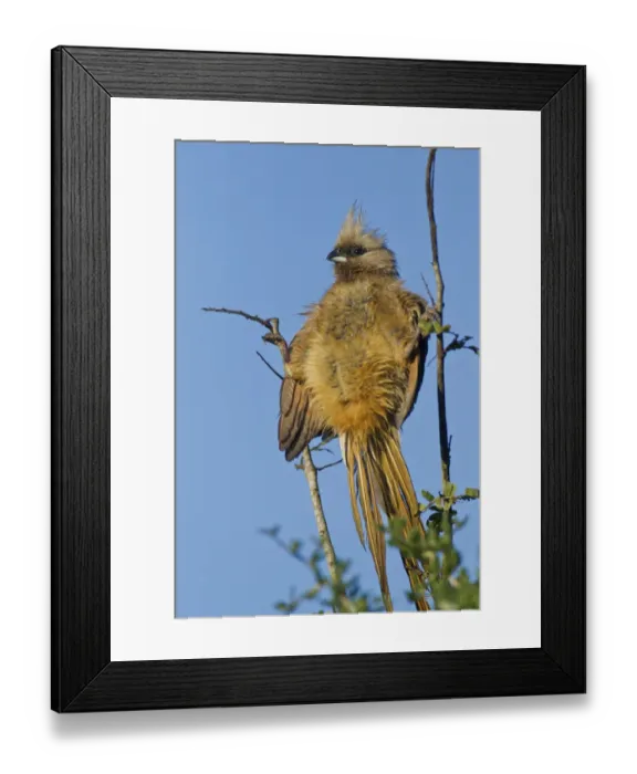 Framed Print : Speckled mousebird -Colius striatus- at Addo Elephant Park, South Africa