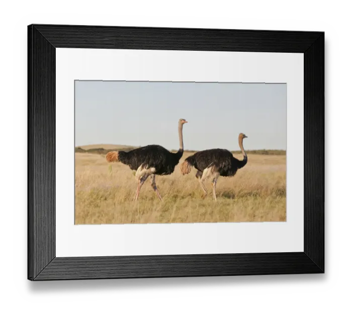 Framed Print : Couple of Ostriches -Struthio camelus-, Addo Elephant Park, South Africa