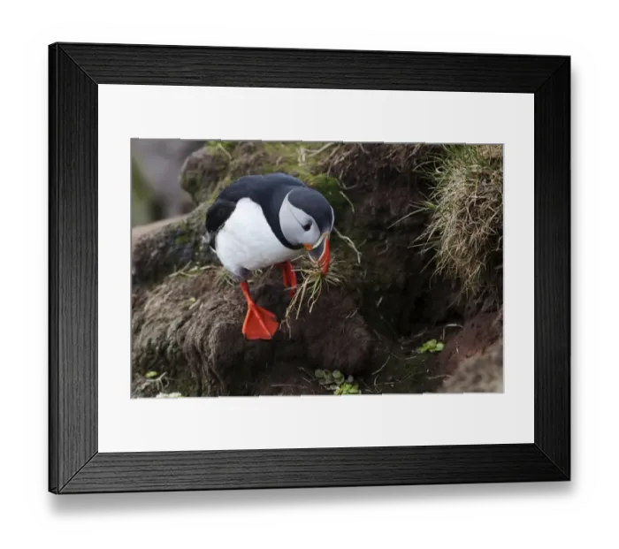 Framed Print : Puffin -Fratercula arctica-, Latrabjarg Peninsula, West Fjords, Iceland, Europe Framed Print : Puffin -Fratercula arctica-, Latrabjarg Peninsula, West Fjords, Iceland, Europe