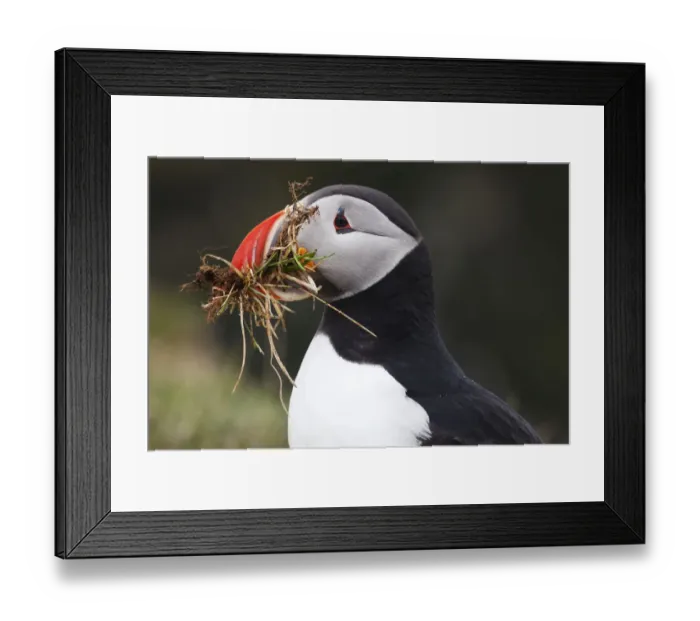 Framed Print : Puffin -Fratercula arctica-, Latrabjarg Peninsula, West Fjords, Iceland, Europe Framed Print : Puffin -Fratercula arctica-, Latrabjarg Peninsula, West Fjords, Iceland, Europe