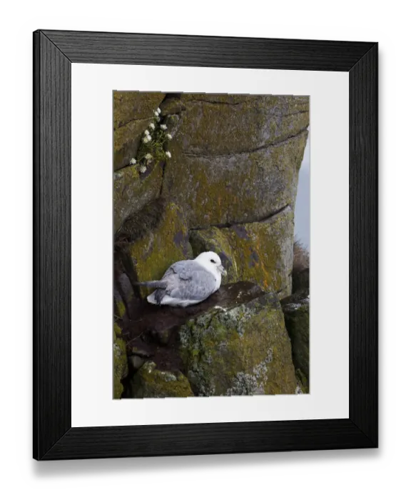 Framed Print : Northern Fulmar -Fulmarus glacialis-, Latrabjarg Peninsula, West Fjords, Iceland, Europe