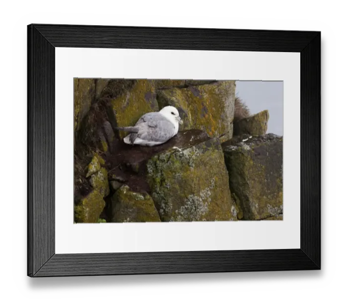 Framed Print : Northern Fulmar -Fulmarus glacialis-, Latrabjarg Peninsula, West Fjords, Iceland, Europe Framed Print : Northern Fulmar -Fulmarus glacialis-, Latrabjarg Peninsula, West Fjords, Iceland, Europe
