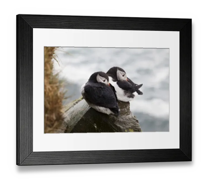 Framed Print : Puffins -Fratercula arctica-, Latrabjarg Peninsula, West Fjords, Iceland, Europe Framed Print : Puffins -Fratercula arctica-, Latrabjarg Peninsula, West Fjords, Iceland, Europe