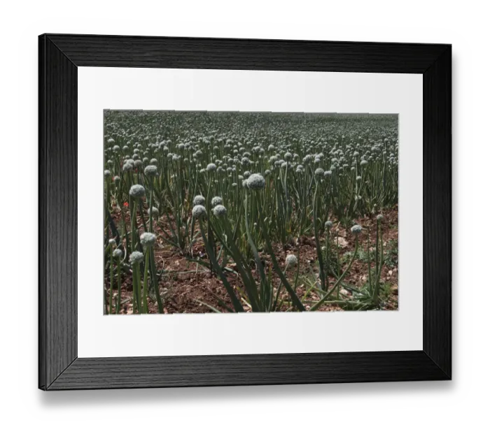 Framed Print : Blooming onion field, Italy Framed Print : Blooming onion field, Italy