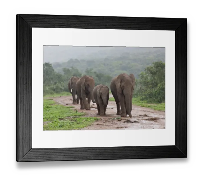Framed Print : African bush elephants -Loxodonta africana-, Addo Elephant Park, South Africa Framed Print : African bush elephants -Loxodonta africana-, Addo Elephant Park, South Africa