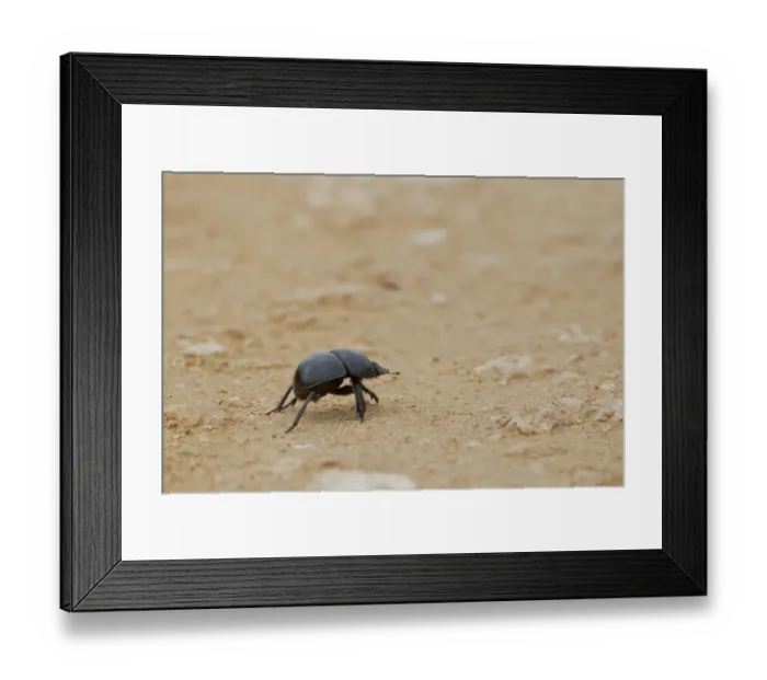 Framed Print : Dung beetle -Scarabaeidae- at Addo Elephant Park, South Africa Framed Print : Dung beetle -Scarabaeidae- at Addo Elephant Park, South Africa