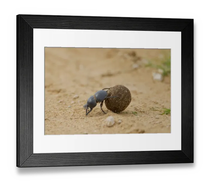 Framed Print : Dung beetle -Scarabaeidae- at Addo Elephant Park, South Africa Framed Print : Dung beetle -Scarabaeidae- at Addo Elephant Park, South Africa