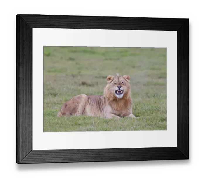 Framed Print : Male lion -Leo panthera- at the Addo Elephant Park, South Africa Framed Print : Male lion -Leo panthera- at the Addo Elephant Park, South Africa