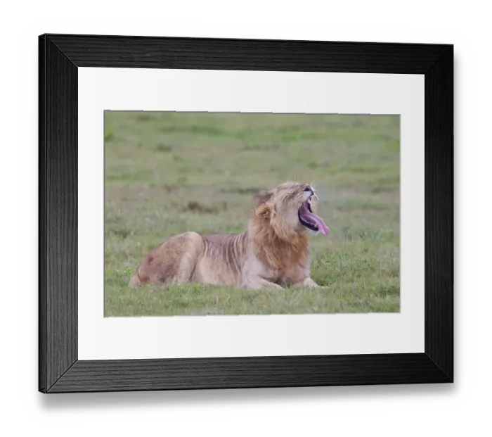 Framed Print : Male lion -Leo panthera- at the Addo Elephant Park, South Africa