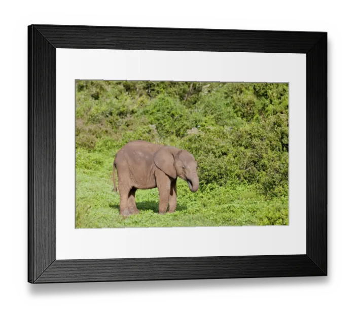 Framed Print : African elephant -Loxodonta africana- at the Addo Elephant Park, South Africa Framed Print : African elephant -Loxodonta africana- at the Addo Elephant Park, South Africa
