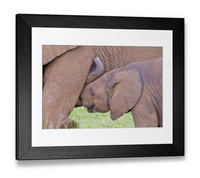 Framed Print : African elephants -Loxodonta africana- at the Addo Elephant Park, South Africa Framed Print : African elephants -Loxodonta africana- at the Addo Elephant Park, South Africa