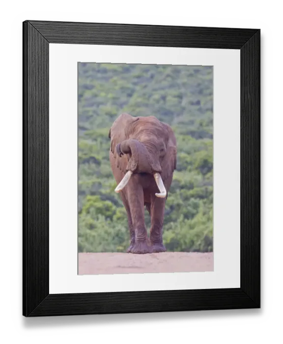 Framed Print : African elephant -Loxodonta africana- at the Addo Elephant Park, South Africa Framed Print : African elephant -Loxodonta africana- at the Addo Elephant Park, South Africa