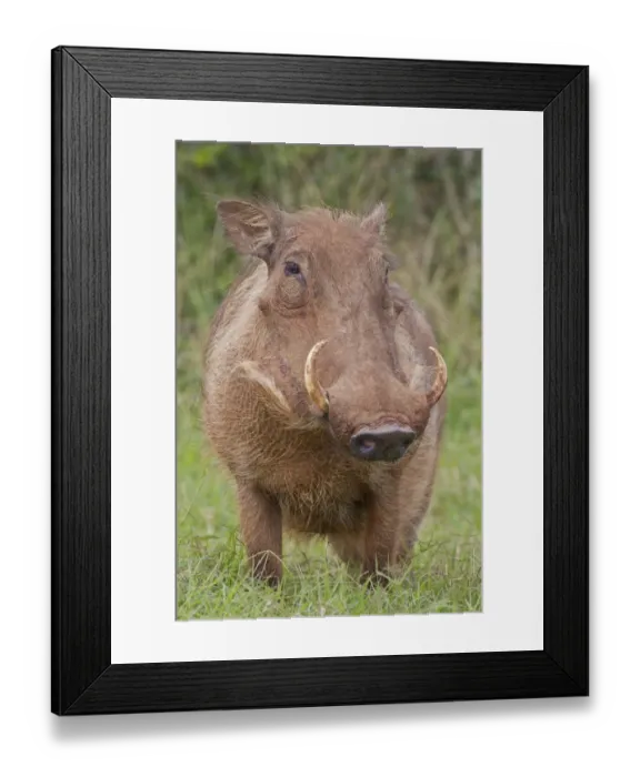 Framed Print : Warthog -Phacochoerus africanus- at Addo Elephant Park, South Africa