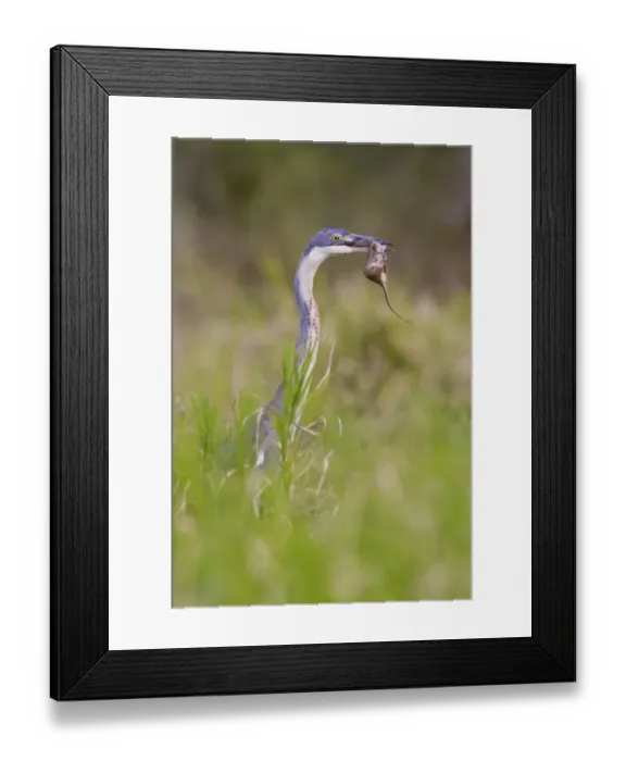 Framed Print : Black-headed heron -Ardea melanocephala- at Addo Elephant Park, South Africa Framed Print : Black-headed heron -Ardea melanocephala- at Addo Elephant Park, South Africa