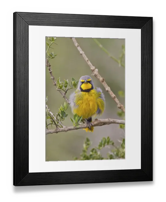 Framed Print : Bokmakierie -Telophorus zeylonus- at Addo Elephant Park, South Africa Framed Print : Bokmakierie -Telophorus zeylonus- at Addo Elephant Park, South Africa