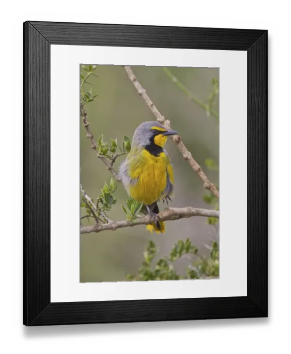 Framed Print : Bokmakierie -Telophorus zeylonus- at Addo Elephant Park, South Africa Framed Print : Bokmakierie -Telophorus zeylonus- at Addo Elephant Park, South Africa