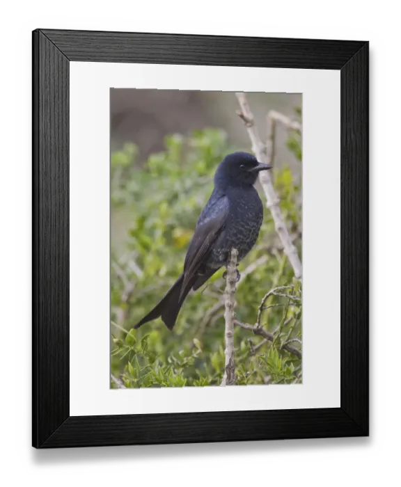 Framed Print : Fork-tailed drongo -Dicrurus adsimilis- at Addo Elephant Park, South Africa