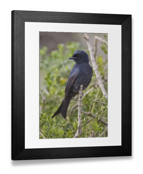 Framed Print : Fork-tailed drongo -Dicrurus adsimilis- at Addo Elephant Park, South Africa Framed Print : Fork-tailed drongo -Dicrurus adsimilis- at Addo Elephant Park, South Africa