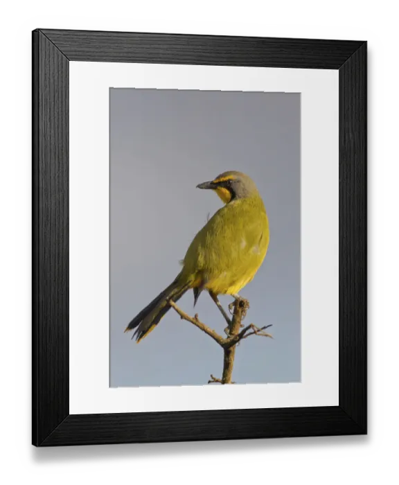 Framed Print : Bokmakierie -Telophorus zeylonus- at Addo Elephant Park, South Africa Framed Print : Bokmakierie -Telophorus zeylonus- at Addo Elephant Park, South Africa