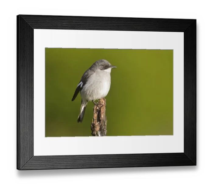 Framed Print : Fiscal shrike -Lanius collaris- at Addo Elephant Park, South Africa Framed Print : Fiscal shrike -Lanius collaris- at Addo Elephant Park, South Africa