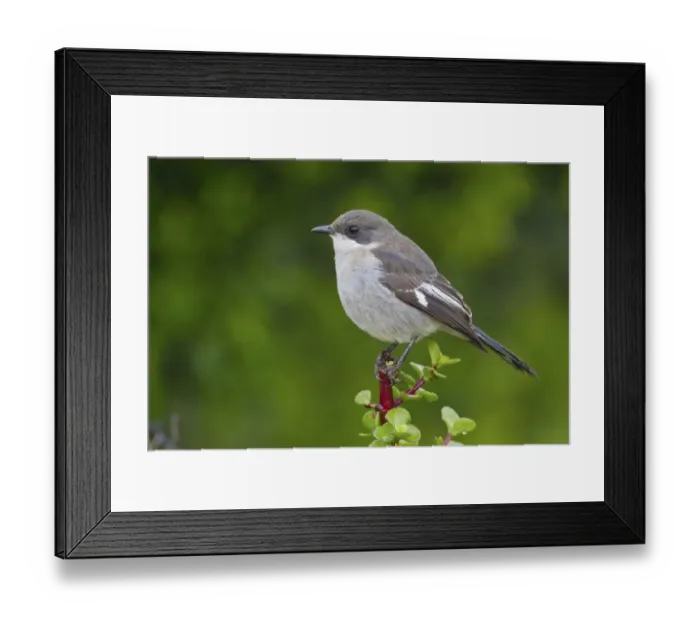 Framed Print : Fiscal shrike -Lanius collaris- at Addo Elephant Park, South Africa Framed Print : Fiscal shrike -Lanius collaris- at Addo Elephant Park, South Africa