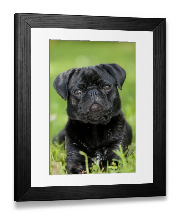 Framed Print : Young black pub lying in a meadow, portrait Framed Print : Young black pub lying in a meadow, portrait
