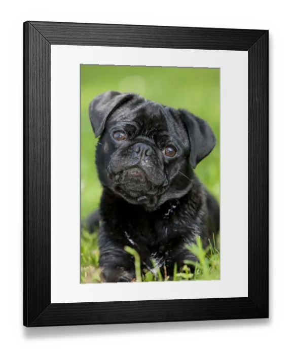 Framed Print : Young black pub lying in a meadow, portrait