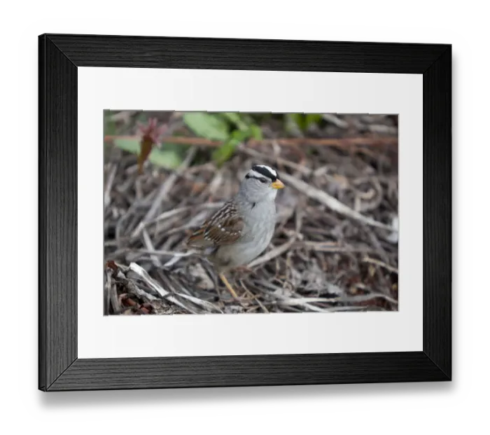Framed Print : White-crowned Sparrow -Zonotrichia leucophrys-, Yukon Territory, Canada Framed Print : White-crowned Sparrow -Zonotrichia leucophrys-, Yukon Territory, Canada