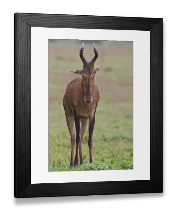 Framed Print : Haartebeest -alcelaphus buselaphus- at Addo Elephant Park, South Africa