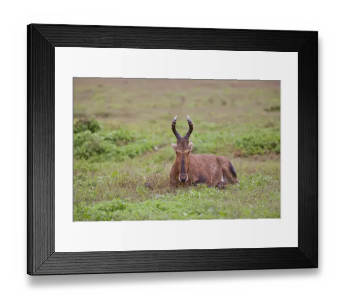 Framed Print : Haartebeest -Alcelaphus buselaphus- at Addo Elephant Park, South Africa Framed Print : Haartebeest -Alcelaphus buselaphus- at Addo Elephant Park, South Africa