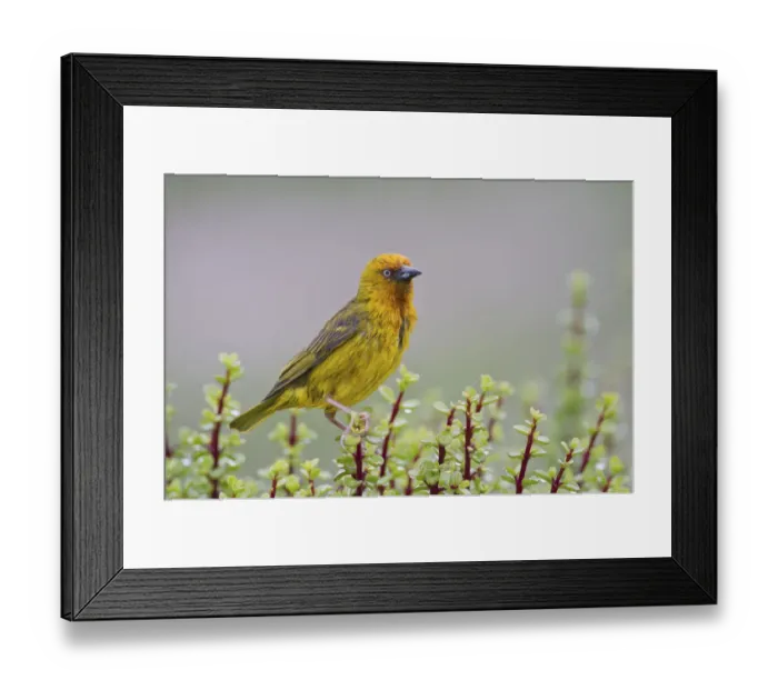 Framed Print : Cape weaver -Ploceus capensis- at Addo Elephant Park, South Africa Framed Print : Cape weaver -Ploceus capensis- at Addo Elephant Park, South Africa