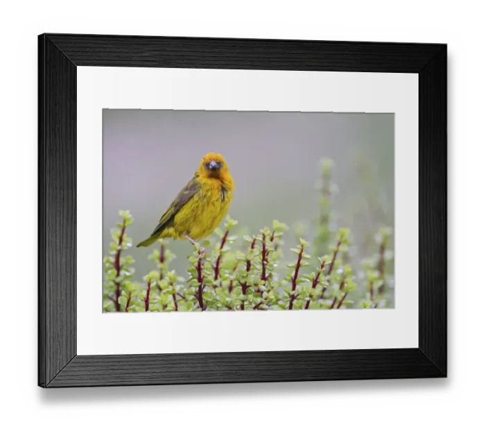 Framed Print : Cape weaver -Ploceus capensis- at Addo Elephant Park, South Africa