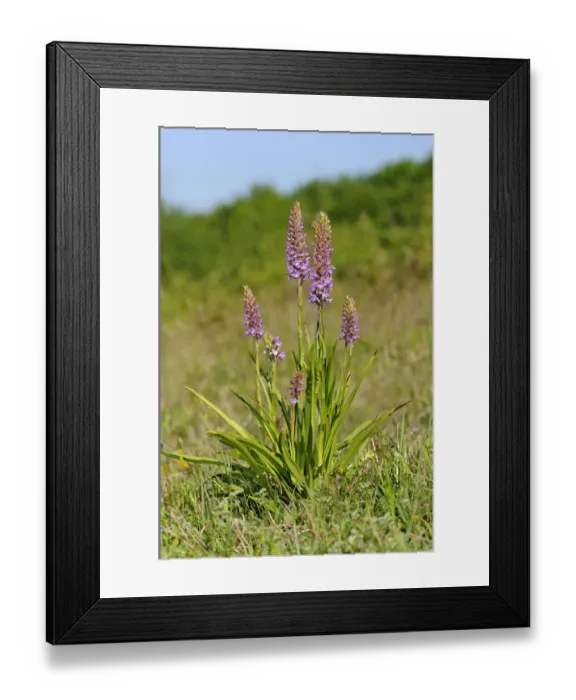 Framed Print : Fragrant orchid -Gymnadenia conopsea-, terrestrial orchid, Eifel, Germany, Europe Framed Print : Fragrant orchid -Gymnadenia conopsea-, terrestrial orchid, Eifel, Germany, Europe