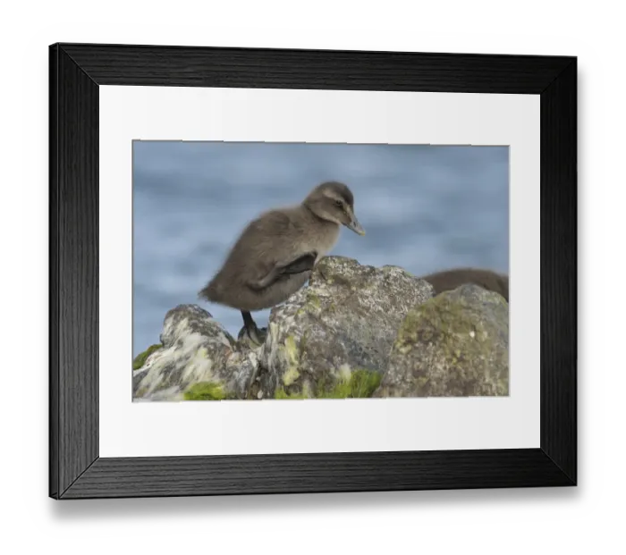 Framed Print : Eider -Somateria mollissima- duckling Framed Print : Eider -Somateria mollissima- duckling