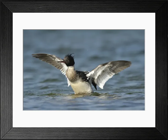 Framed Print : Red-breasted Merganser -Mergus serrator-