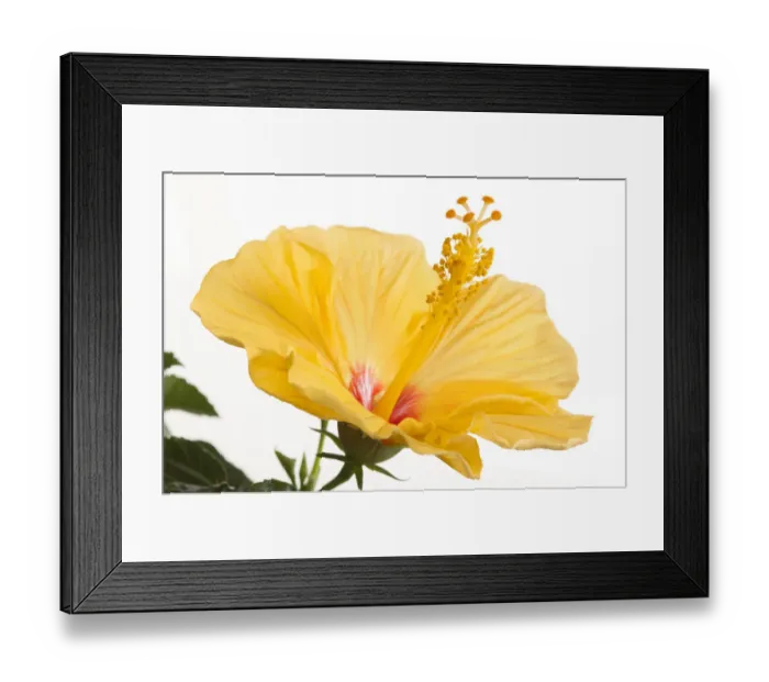 Framed Print : Hibiscus flower -Hibiscus-, Germany Framed Print : Hibiscus flower -Hibiscus-, Germany