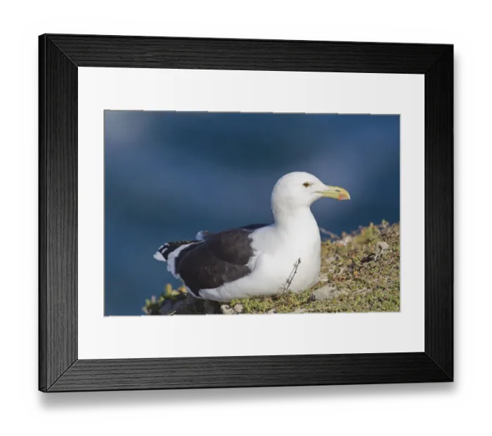 Framed Print : Cape gull -Larus vetula- at Robberg Nature Reserve, South Africa Framed Print : Cape gull -Larus vetula- at Robberg Nature Reserve, South Africa