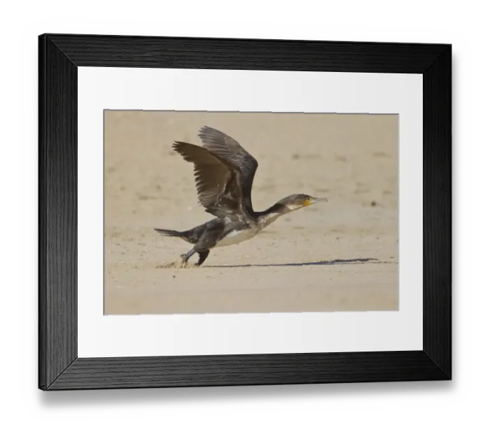 Framed Print : Cape cormorant or Cape shag -phalacrocorax capensis- at Robberg Nature Reserve, South Africa Framed Print : Cape cormorant or Cape shag -phalacrocorax capensis- at Robberg Nature Reserve, South Africa