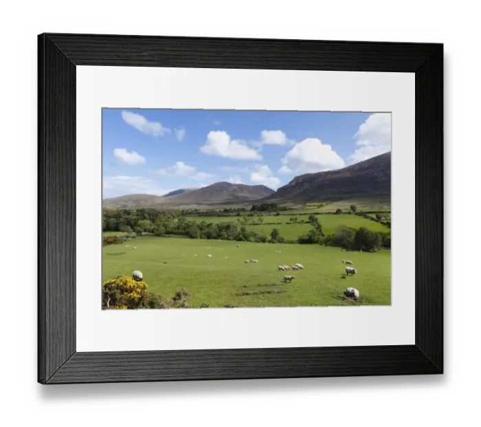 Framed Print : Pastures with grazing sheep, Mourne Mountains, County Down, Northern Ireland, Ireland, Great Britain, Europe Framed Print : Pastures with grazing sheep, Mourne Mountains, County Down, Northern Ireland, Ireland, Great Britain, Europe