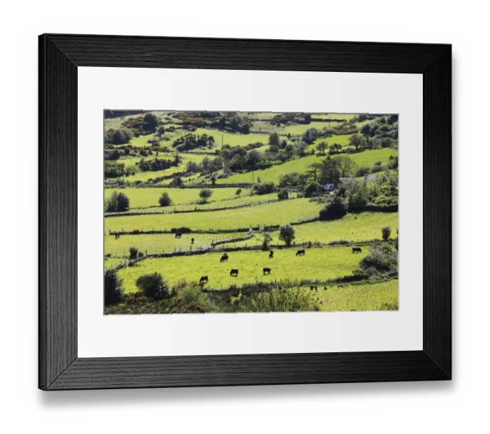 Framed Print : Pastures with grazing cattle, Mourne Mountains, County Down, Northern Ireland, Ireland, Great Britain, Europe Framed Print : Pastures with grazing cattle, Mourne Mountains, County Down, Northern Ireland, Ireland, Great Britain, Europe