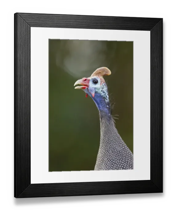 Framed Print : Helmeted guinea-fowl -Numida meleagris-, Wilderness National Park, South Africa Framed Print : Helmeted guinea-fowl -Numida meleagris-, Wilderness National Park, South Africa