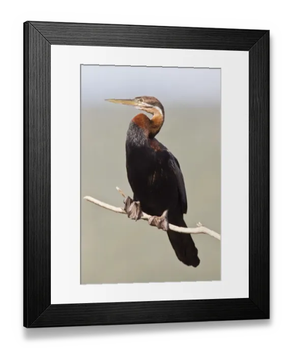 Framed Print : African darter -anhinga rufa- at Wilderness National Park, South Africa Framed Print : African darter -anhinga rufa- at Wilderness National Park, South Africa