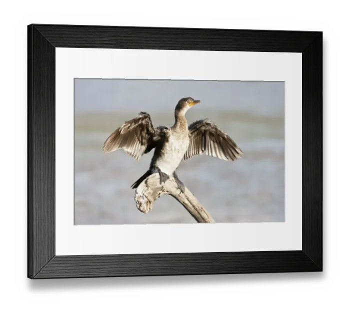 Framed Print : Cape cormorant or Cape shag -phalacrocorax capensis- at Wilderness National Park, South Africa Framed Print : Cape cormorant or Cape shag -phalacrocorax capensis- at Wilderness National Park, South Africa