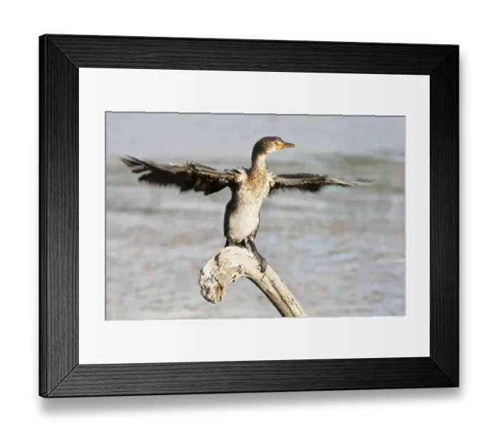 Framed Print : Cape cormorant or Cape shag -Phalacrocorax capensis- at Wilderness National Park, South Africa Framed Print : Cape cormorant or Cape shag -Phalacrocorax capensis- at Wilderness National Park, South Africa