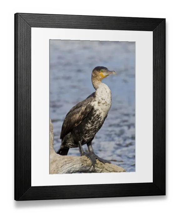 Framed Print : White-breasted cormorant -Phalacrocorax lucidus-, Wilderness National Park, South Africa Framed Print : White-breasted cormorant -Phalacrocorax lucidus-, Wilderness National Park, South Africa