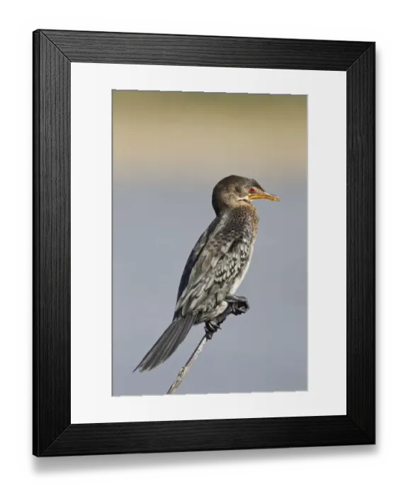Framed Print : Reed cormorant -Microcarbo africanus-, Wilderness National Park, South Africa Framed Print : Reed cormorant -Microcarbo africanus-, Wilderness National Park, South Africa
