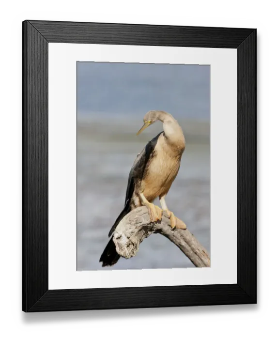 Framed Print : African darter -Anhinga rufa-, Wilderness National Park, South Africa Framed Print : African darter -Anhinga rufa-, Wilderness National Park, South Africa