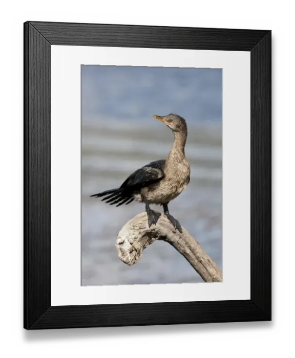 Framed Print : Cape cormorant -Phalacrocorax capensis-, Wilderness National Park, South Africa Framed Print : Cape cormorant -Phalacrocorax capensis-, Wilderness National Park, South Africa