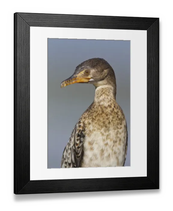 Framed Print : Cape cormorant -Phalacrocorax capensis-, portrait, Wilderness National Park, South Africa Framed Print : Cape cormorant -Phalacrocorax capensis-, portrait, Wilderness National Park, South Africa